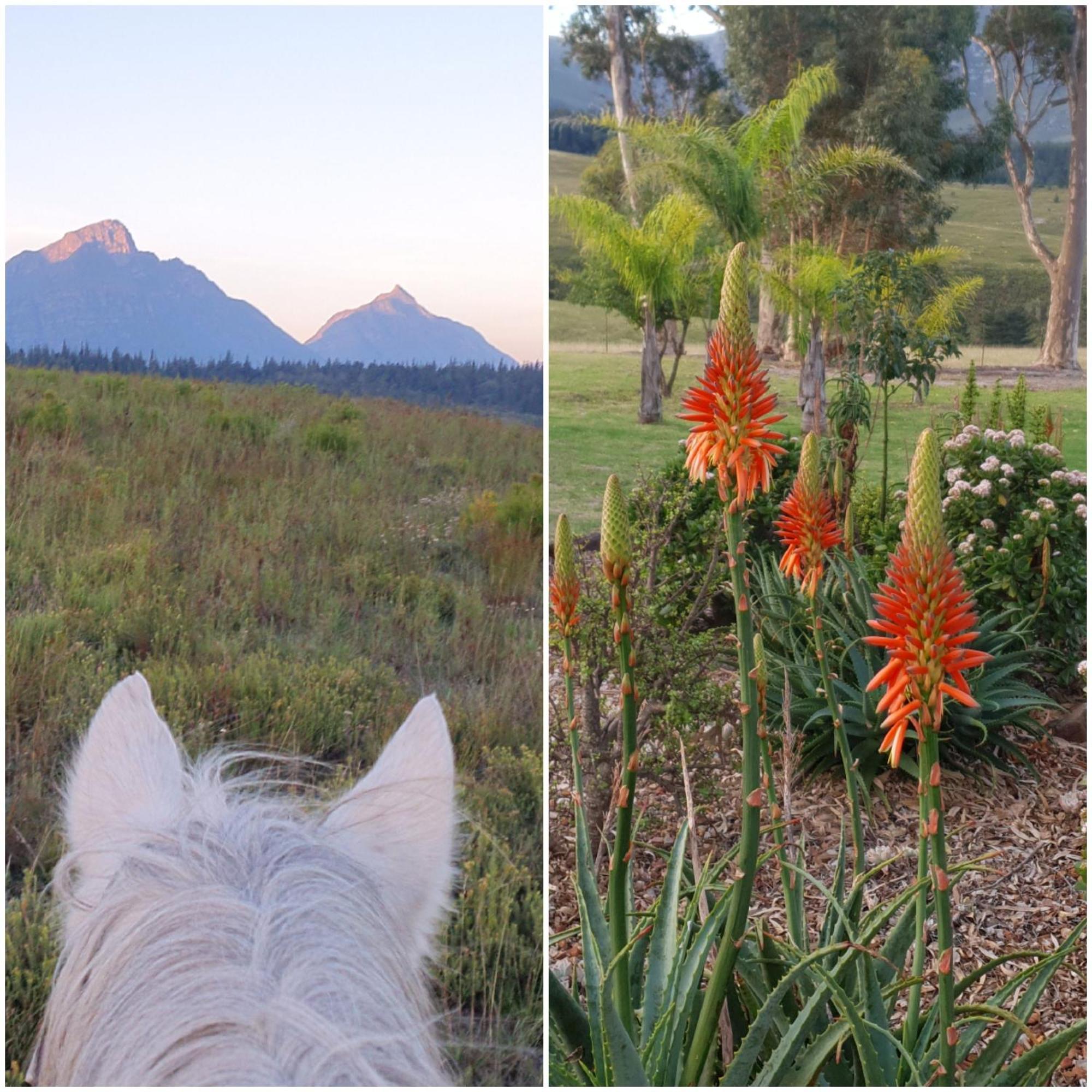 Vila Oudebosch Guest Farm Riversdale Exteriér fotografie